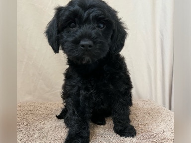 Yorkshire Terrier – Yorkipoo-Black – Jackson