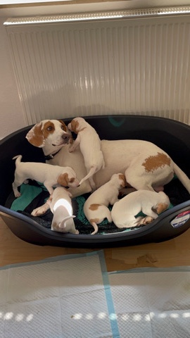 Istrian Shorthaired Hound – puppies (Welpen )Kroatien ( Istrian )Hunting Dog