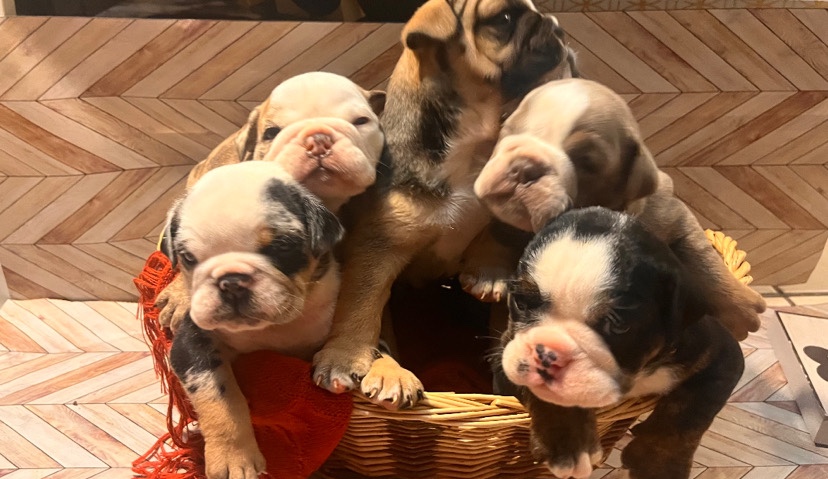 Bulldog – 5 English Bulldogs For sale