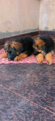 German Shepherd – all dog's
