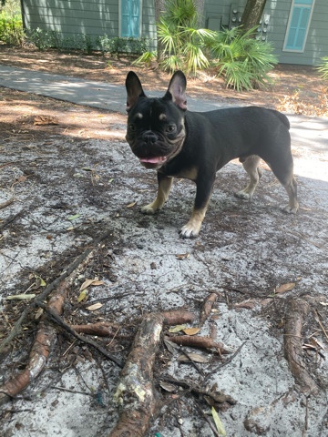 French bulldog