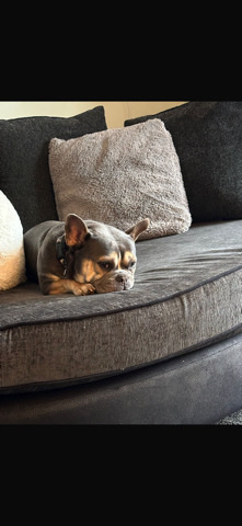 French Bulldog – Female French Bulldog