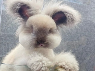 English Angora rabbit / bunny