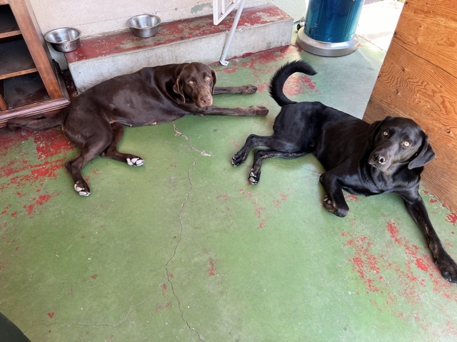 Labrador Retriever – rehoming dog pair, must go together – Anaheim