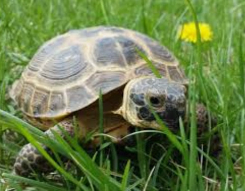 tortoise
