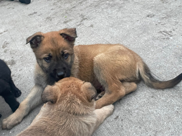 Old German Shepherd Dog – puppy’s