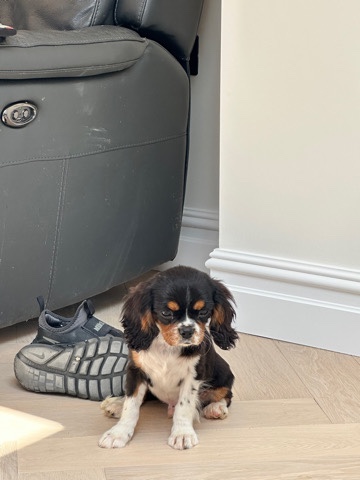 Cavalier King Charles Spaniel – beautiful playful tricoloured cavalier spaniel puppy