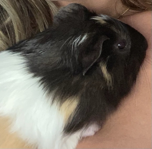 Guinea pig