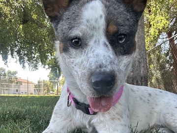 Australian Cattle Dog - Sweetest cuddly dog  available for adoption in Phoenix