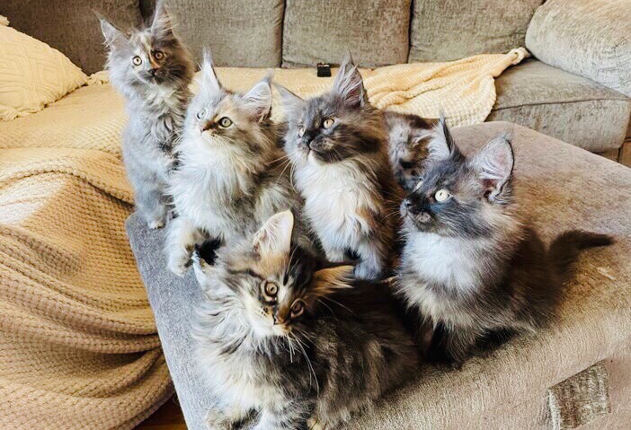 Maine Coon – Tica Maine **** Kittens