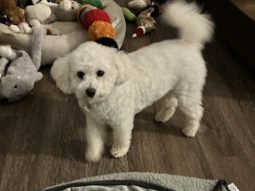 Bichon Frise – Sophia – Charlotte