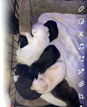 they need new homes asap