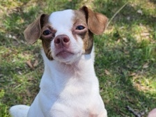 Chihuahua – Chihuahua
