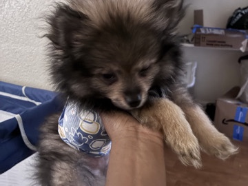 Pomeranian – puppy Pomeranian – Oakland