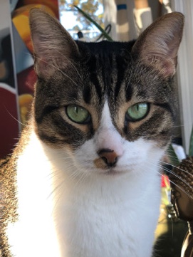 Munchkin – Rehoming