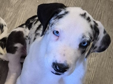 Great Dane – Great Pyredane Puppies looking for Furrever Homes – Phoenix