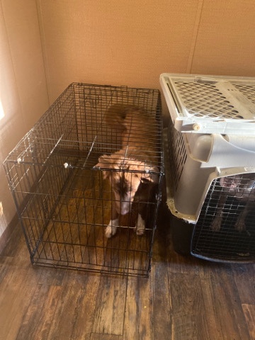 Labrador Retriever – loving dog needs home