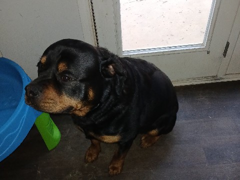 Rottweiler – Rottweiler for sale – Lilburn