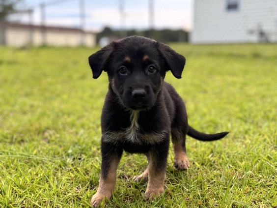German Shepherd – Bear – Starr