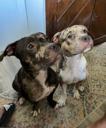 Bull and Terrier – Bully 10 Mo. Old - Merle Girl and Gray/Merle Spots Boy