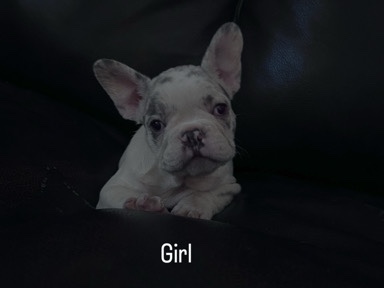 French Bulldog – french bulldog – Thousand Palms
