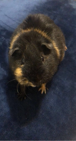 guinea pig