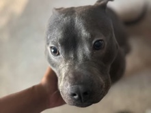 American Pit Bull Terrier - Diamond (American Pit Bull) available for adoption in Greensboro