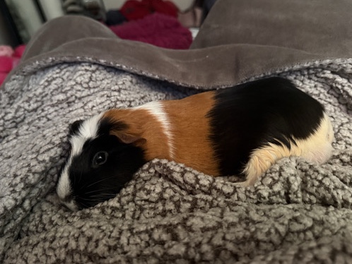 Guinea Pig – Guinea Pig for Sale in Manassas – Manassas