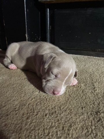 American Pit Bull Terrier – Myla