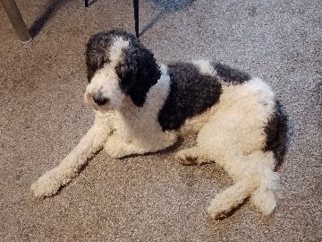 Labradoodle – Labradoodle zu Verkaufen – Düren