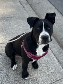 Cane Corso – Cane Corso mix with Pitbull
