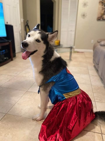 Siberian Husky – Husky