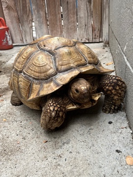 Tortoise