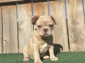 French Bulldog – French Bulldog puppies