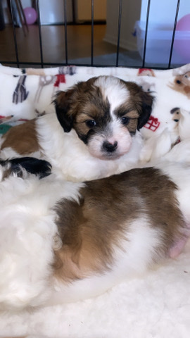 Maltese – Malshipoo puppies for sale