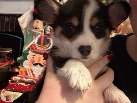 CKC Christmas Corgi 