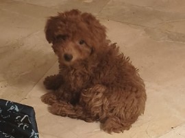 Poodle – Toy Poodle For Sale – Bengaluru