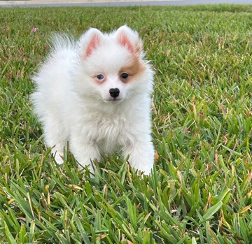 Pomeranian – name: bella