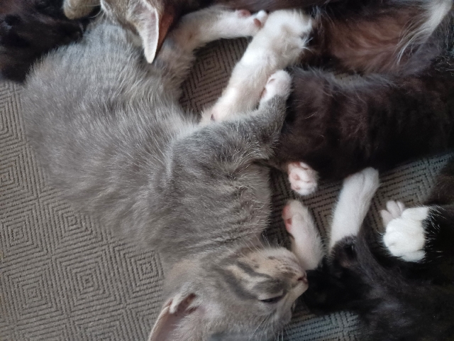 Javanese – Kittens