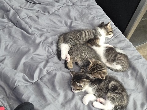 need new home asap – Pflugerville