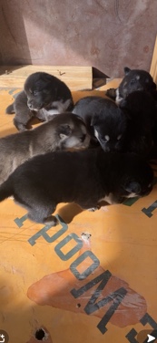 Siberian Husky – husky’s