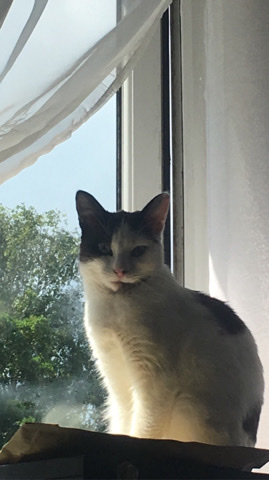 Ragdoll – rag doll/ magpie cat for sale