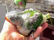 Parakeet – parrot shop – Arrah