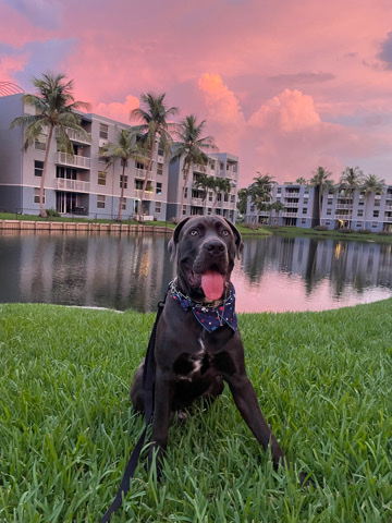 Cane Corso – Rehome/For Sale