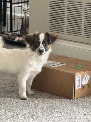 I need to rehome my baby dog