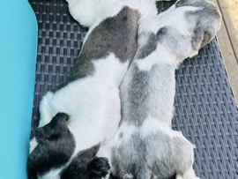 Shih Tzu – 2 dogs for sale – 中伊斯力普