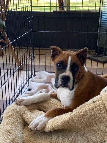 Boxer – Akc boxer puppy