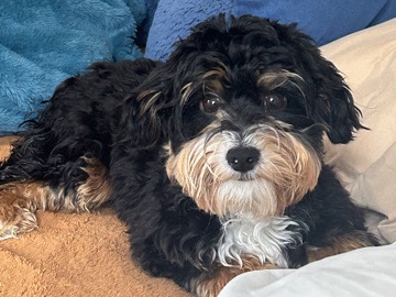 Yorkshire Terrier – George