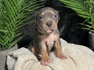American Pit Bull Terrier – American Bully Puppies – Stonecrest