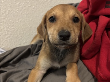 All -  Looking to sell these beautiful babies available for adoption in Phoenix